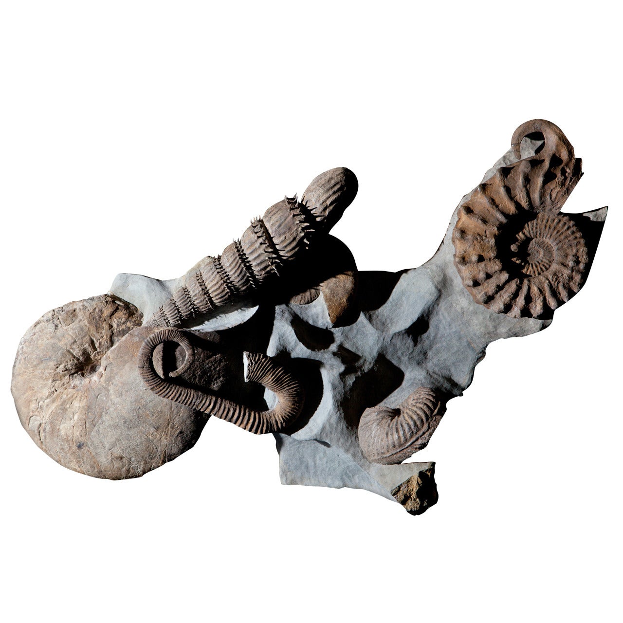 Freestanding Ammonite Piece, Anisoceras sp, Mortoniceras sp, Ostlingoceras sp