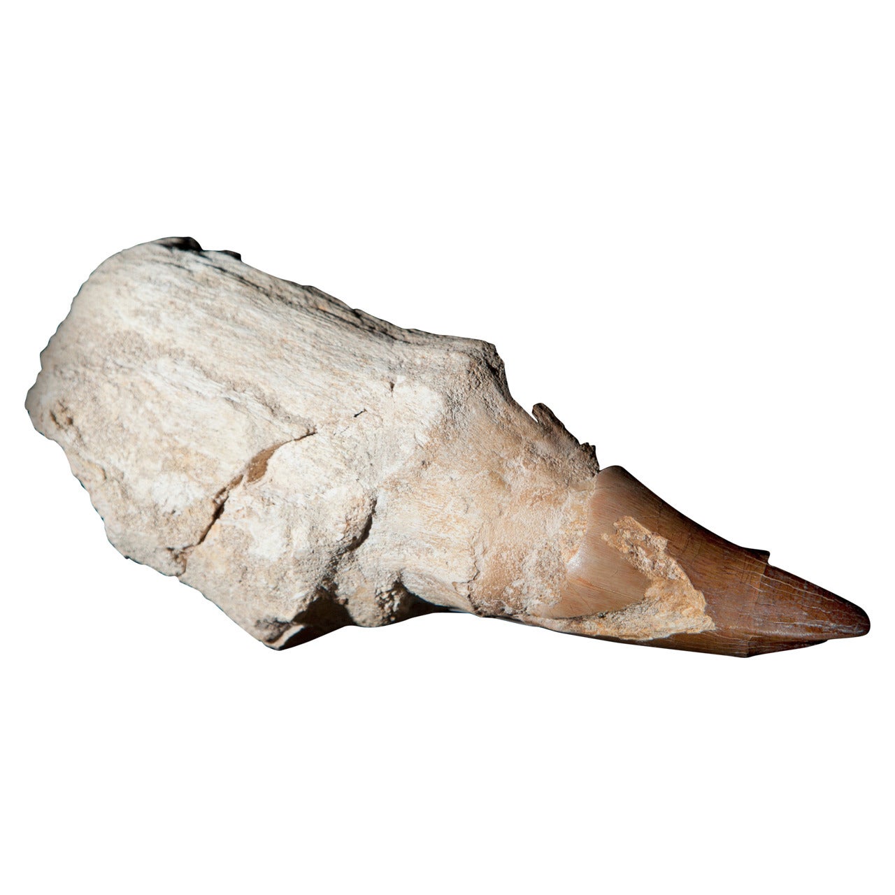 Mosasaur tooth
