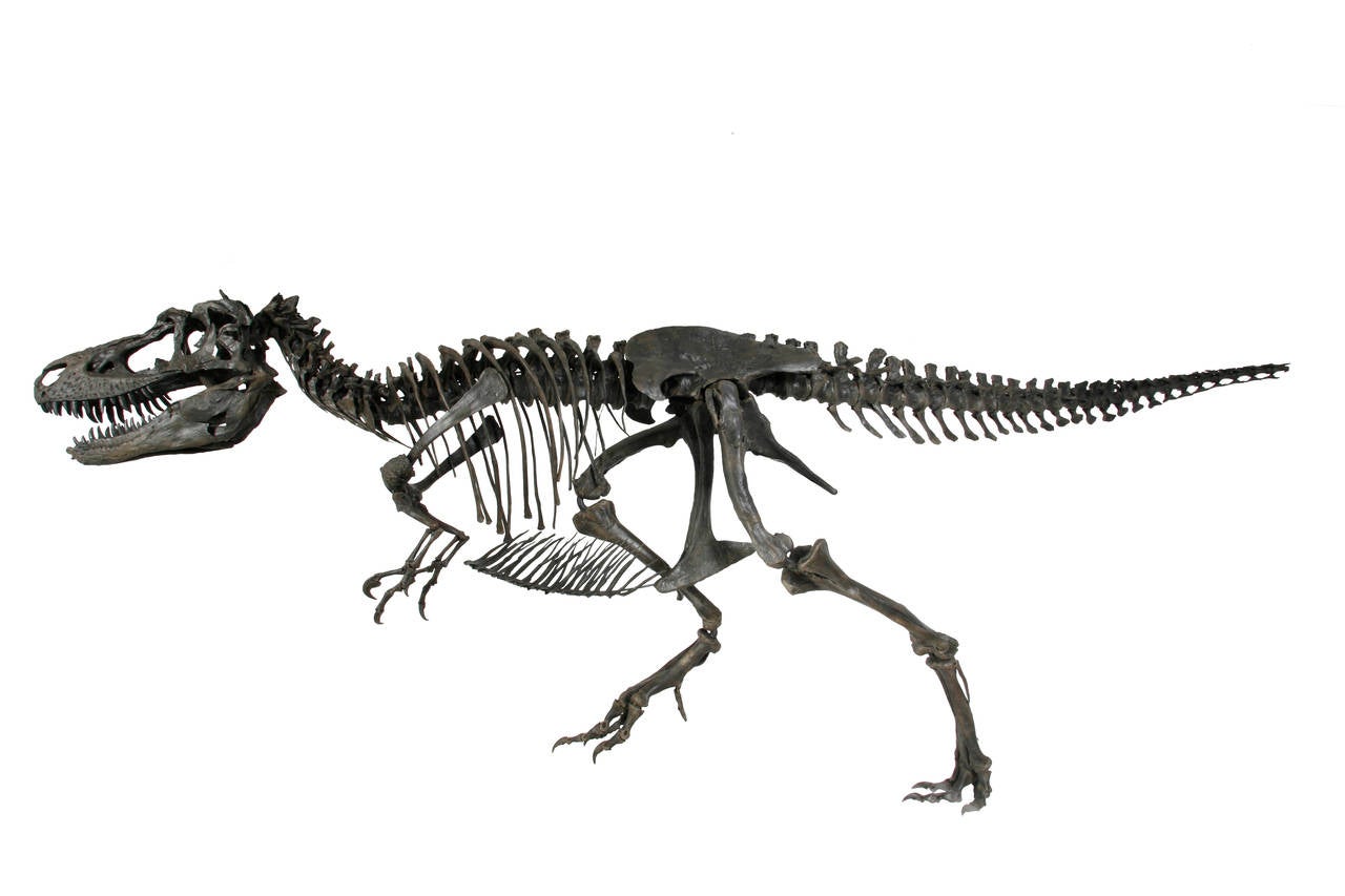 gorgosaurus skeleton