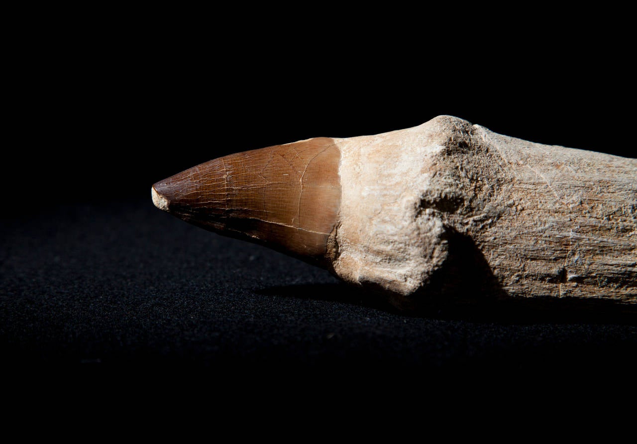 Moroccan Mosasaur tooth