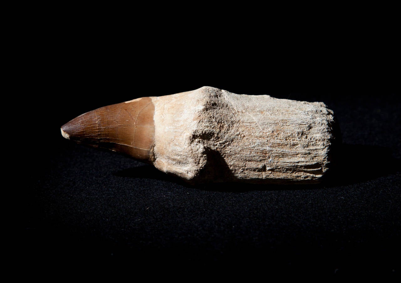 About Dale Rogers

Since 1986 Dale has been sourcing the most unique fossils and minerals from around the world and through his company Dale Rogers Ammonite has been supplying leading interior designers and collectors with some of earth’s most