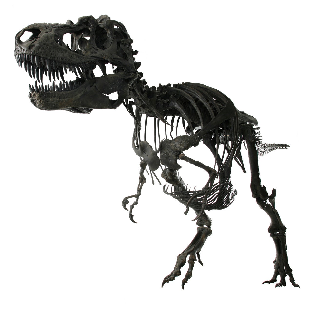 Complete Life-Size Dinosaur (Gorgosaurus) Skeleton Cast