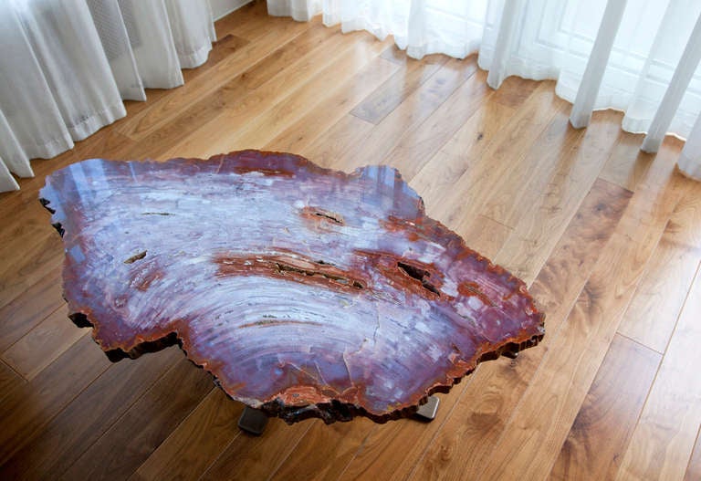 American Arizona Fossilised Wood Slice For Sale