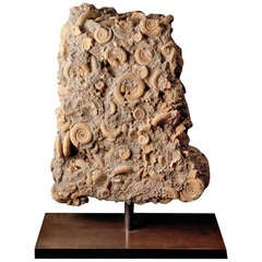 Bronze Mounted Ammonite Cluster