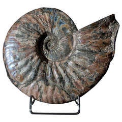 Iridescent Fossil Ammonite from Russia