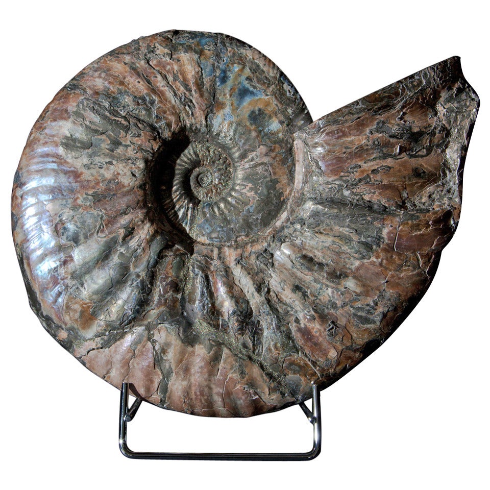 Iridescent Fossil Ammonite from Russia