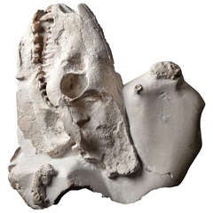 Fossilised Oreodont Skull