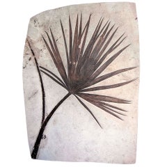 Fossilised Palm wall plate