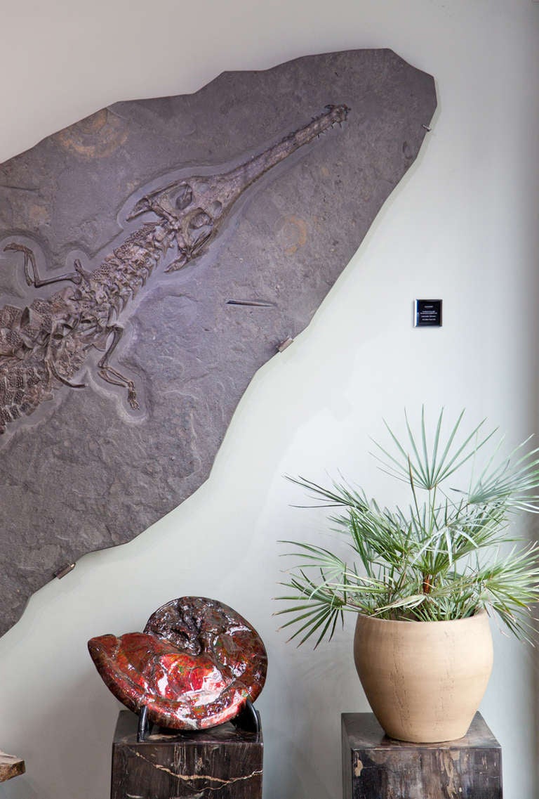 Giant Crocodile Fossil Wall Plate, Germany. 180 Million Years Old. For Sale 1