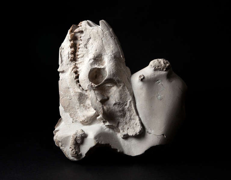 Fossilised Oreodont Skull