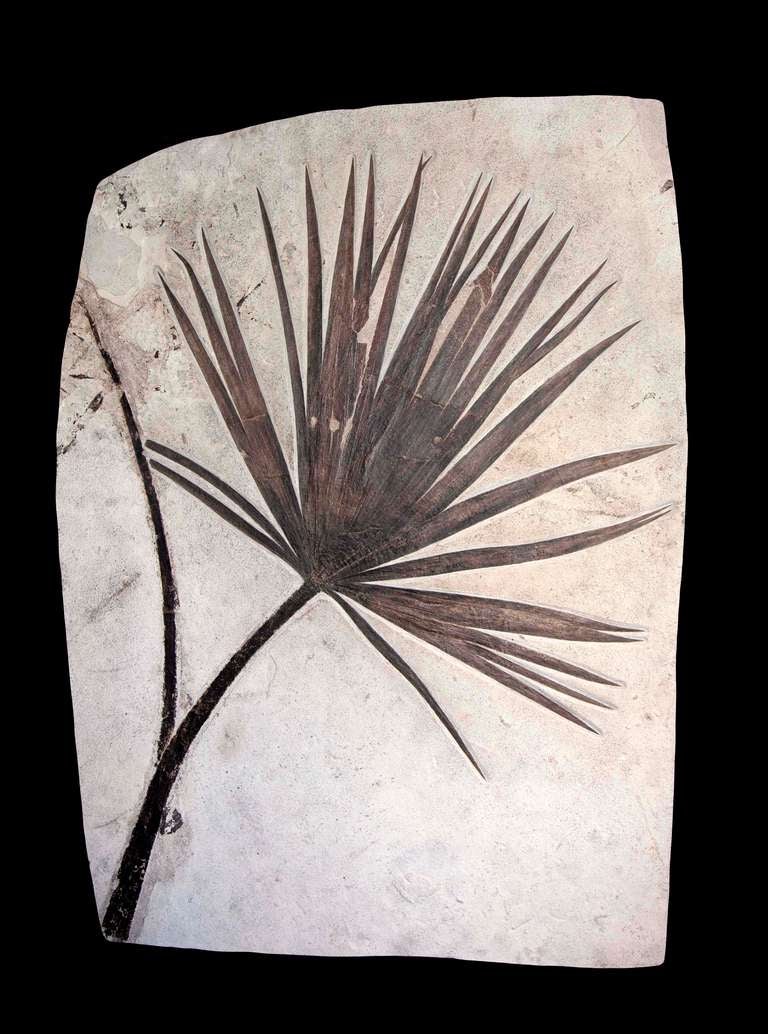 Beautiful complete palm frond from Wyoming, U.S.A. Thin and comparatively light making it the perfect statement piece for any wall.

Arguably the most aesthetically appealing finds from the Green River Formation are its amazing palm fronds.