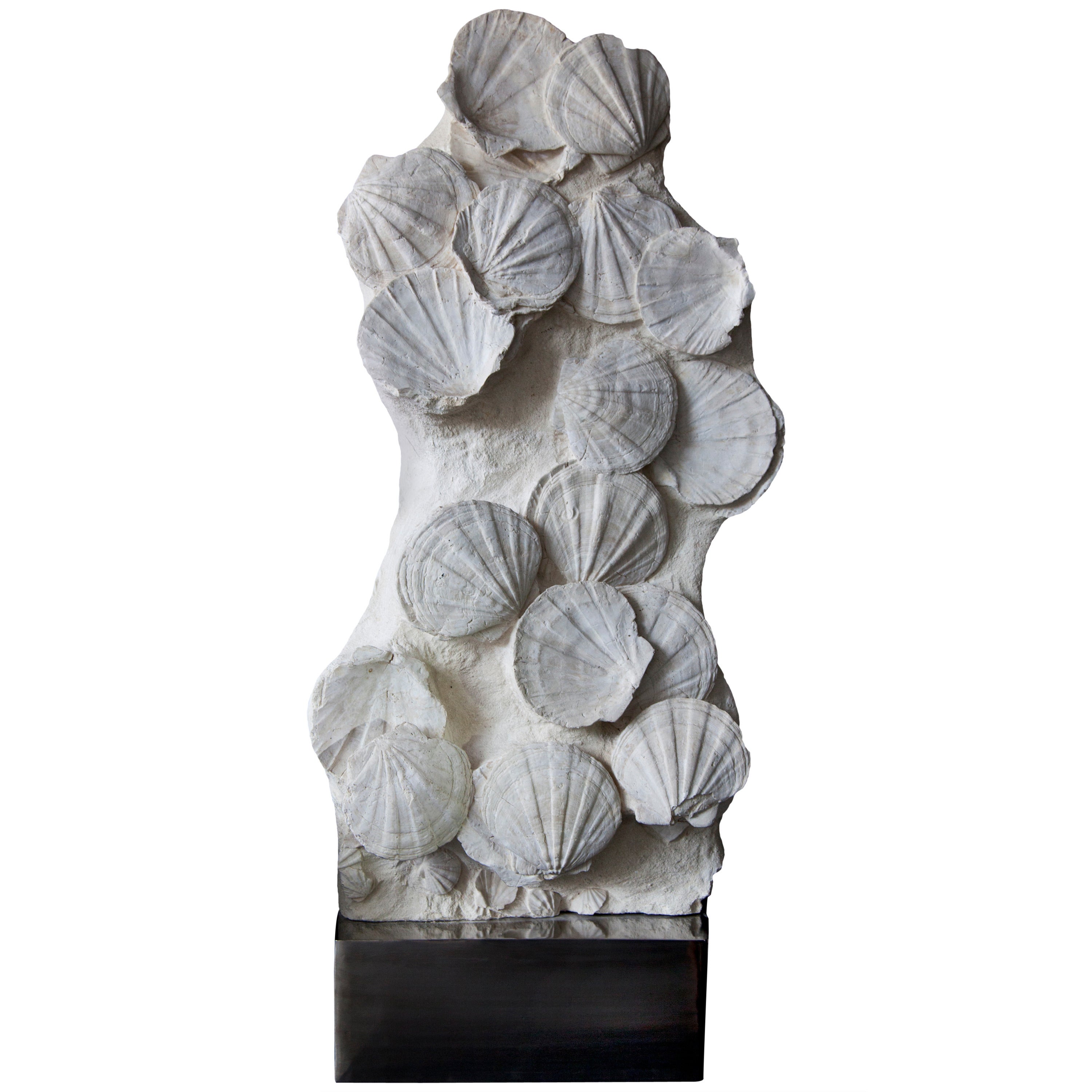 Pecten