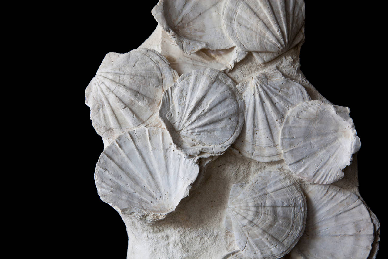 Pecten In Excellent Condition In London, GB
