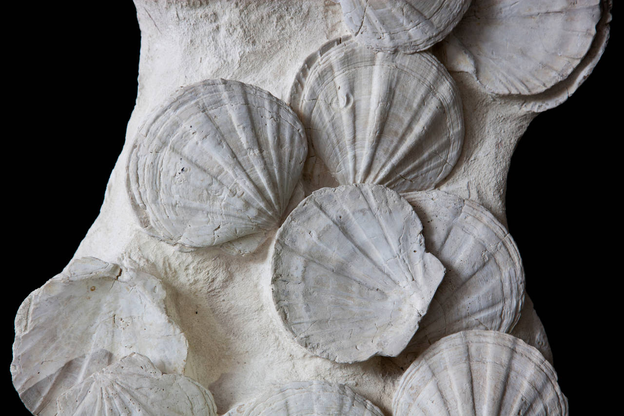 About Dale Rogers

Since 1986 Dale has been sourcing the most unique fossils and minerals from around the world and through his company Dale Rogers Ammonite has been supplying leading interior designers and collectors with some of earth’s most