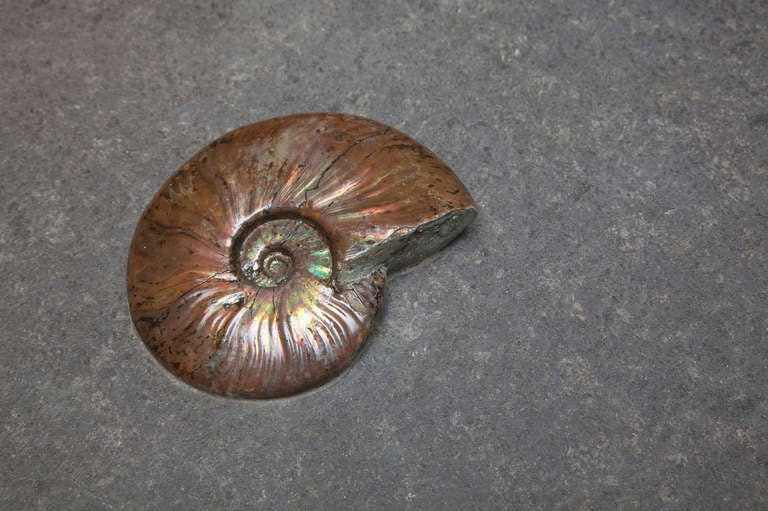 Les ammonites sont peut-être le fossile le plus connu. Ces créatures vivaient dans les mers il y a 240 à 65 millions d'années, lorsqu'elles se sont éteintes en même temps que les dinosaures. 
Cette grande plaque murale présente l'étonnante irisation