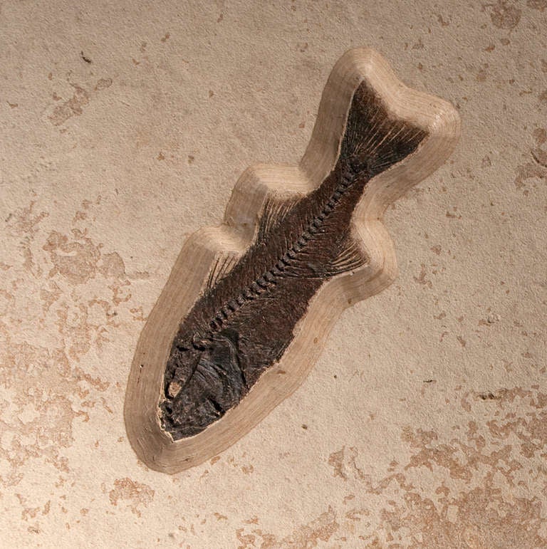 This wall plaque comprises six fish fossils in their original matrix. The fish represent four Eocene species: Mioplosus, Diplomystus, Priscacara and Knightea, all beautifully preserved and expertly prepared. The plate was found in the Green River