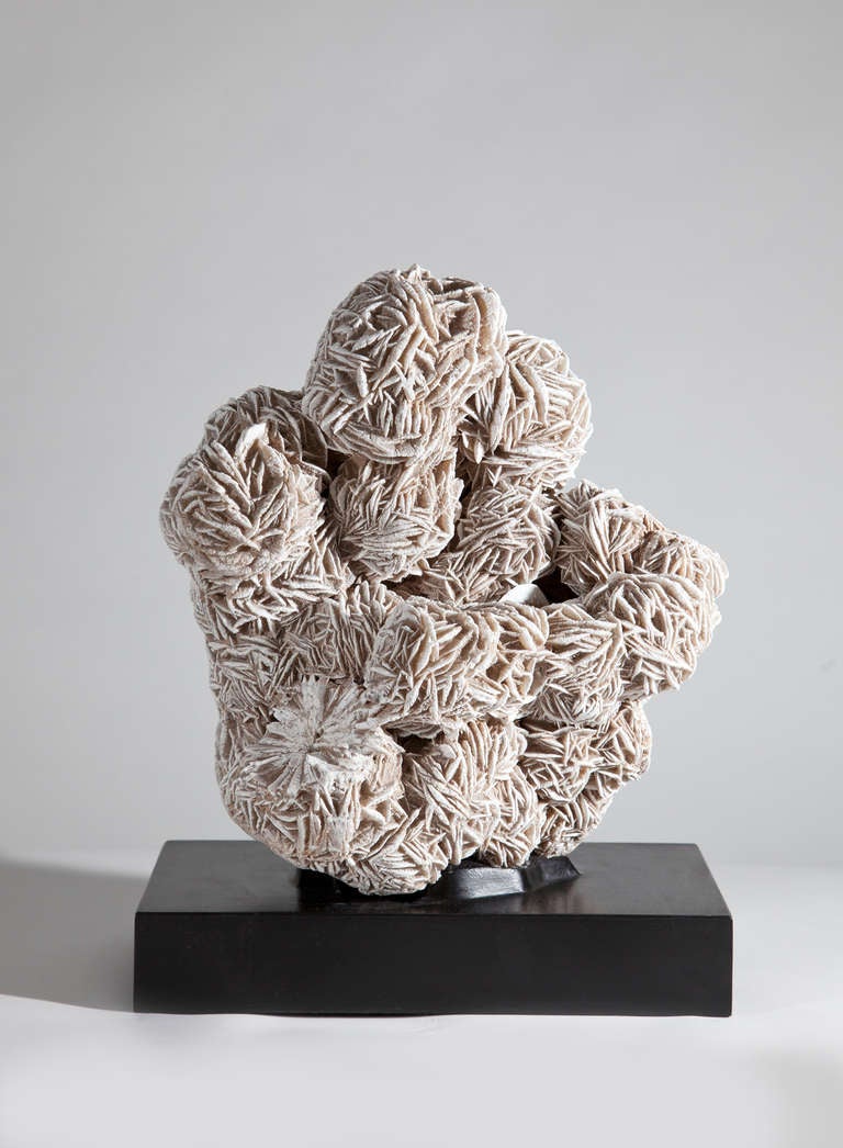 Mounted Desert Rose