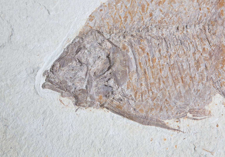 Fossil Fish Plaque