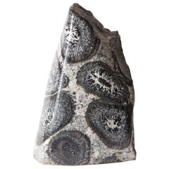 Freestanding Black & White Orbicular Granite, Australia.