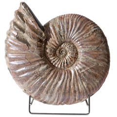 Ammonite from Russia