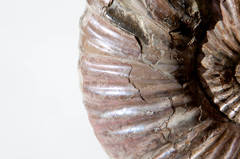 Ammonite from Russia