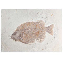 Fossil Fish Plaque