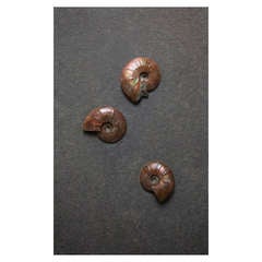 Iridescent Ammonite wall plate