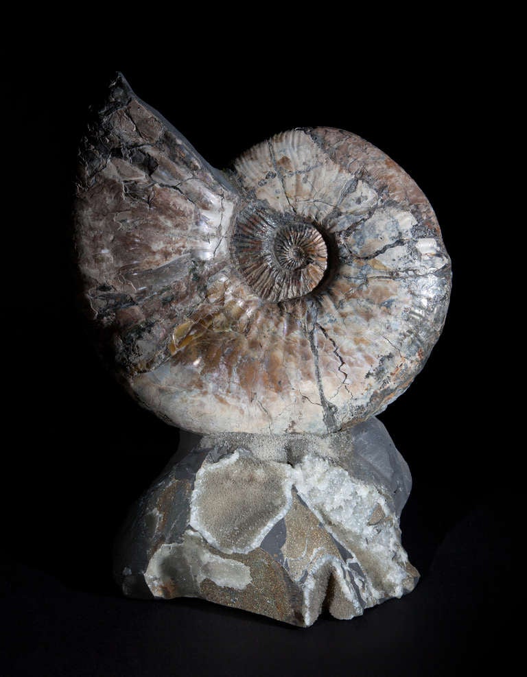 Freestanding Iridescent Ammonite Fossil