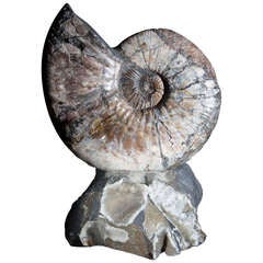 Freestanding Iridescent Ammonite Fossil