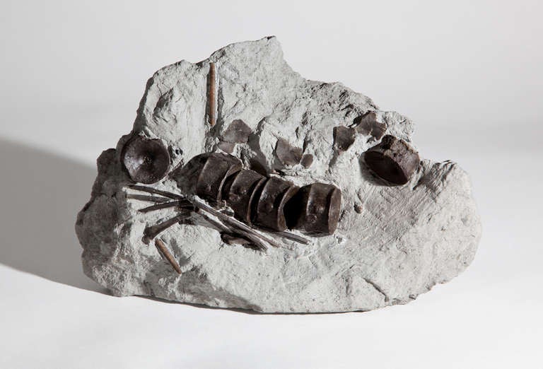 Versteinerte Wirbel und Rippen eines Ichthyosauriers, eines ausgestorbenen Reptils, das in den Meeren des Jura Fische und Tintenfische jagte. Dieses Fossil wurde im Vereinigten Königreich gefunden und wurde fachmännisch in einem Block der