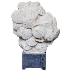Mounted Pecten Block (Fossilised Scallop Shells)