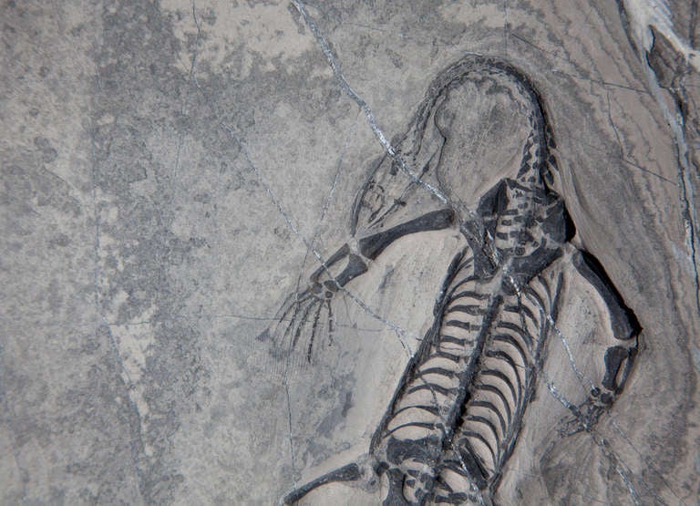 Chinese Keichousaurus Reptile Fossil