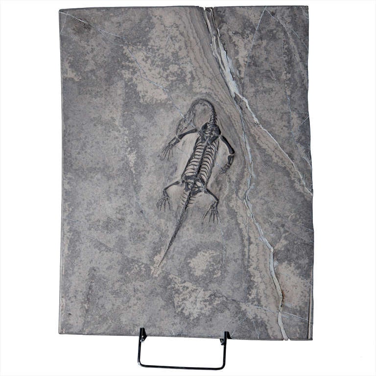 keichousaurus fossil for sale