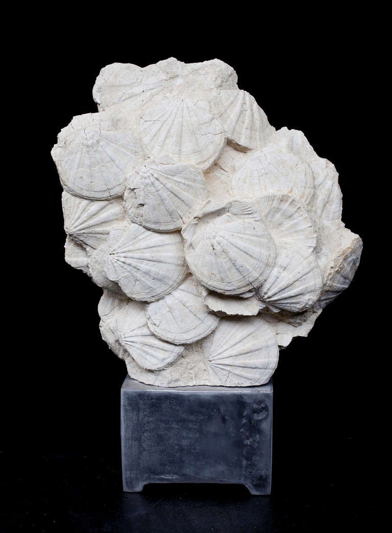 Mounted Pecten Block (Fossilised Scallop Shells)