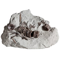 Jura- Jura-Ichthyosaur-Vertebrae- Fossil