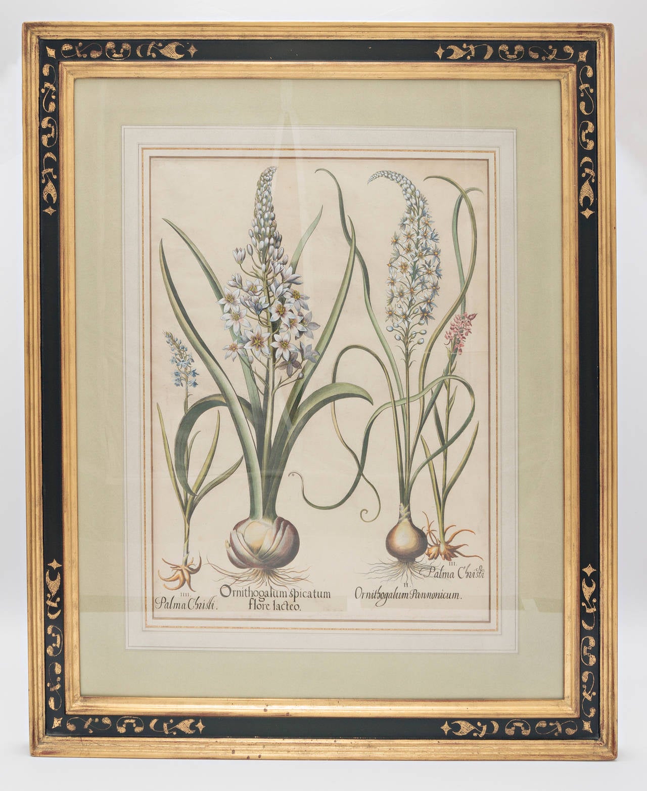 Hortus Eystettensis. Eichstat & Nurnberg, 1613 Basil Besler. Original engraving with later hand-coloring. Acid free custom three color wash French mat with painted gold-leaf bevel in custom black panel frame with extended gold leaf corners and