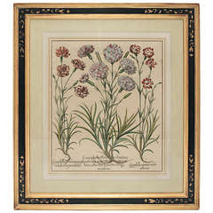 Basil Besler Caryophyllus Major Original Engraving in Custom Frame
