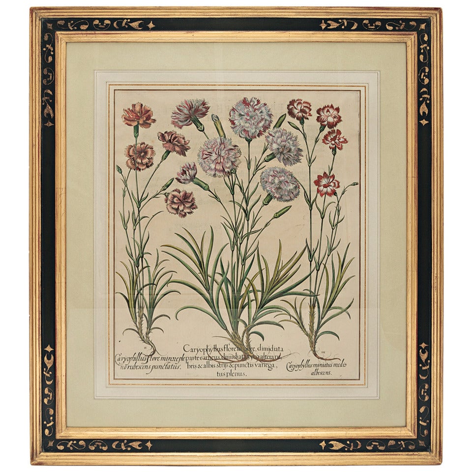 Basil Besler Caryophyllus Major Original Engraving in Custom Frame For Sale