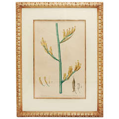 Redoute Botanical Print in Custom Frame
