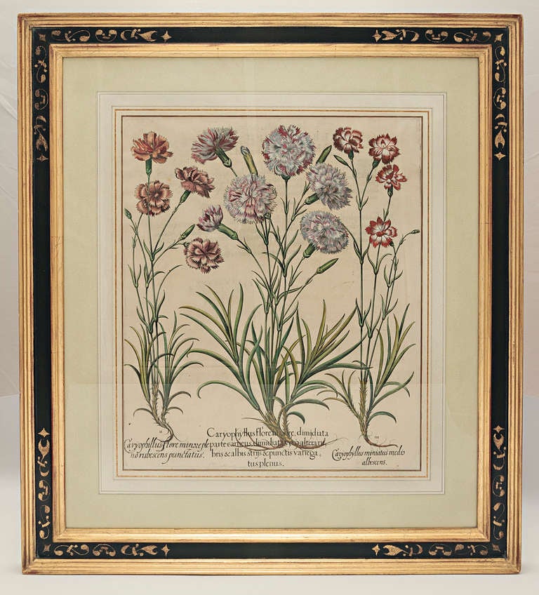 Basil Besler 1561-1629 Hortus Eystettensis original engraving with later hand-coloring in beautiful black and gold frame.
