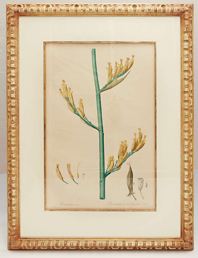 Beautiful P.J.  Redoute botanical print in custom frame with crème mat with gold filler.