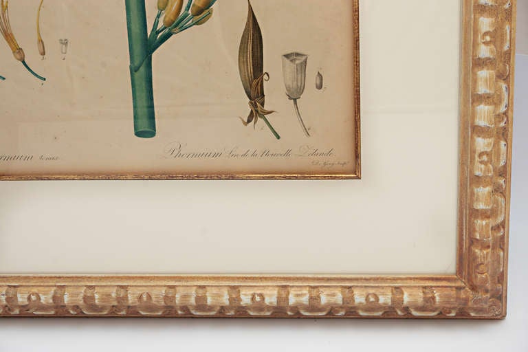 French  Redoute Botanical Print in Custom Frame