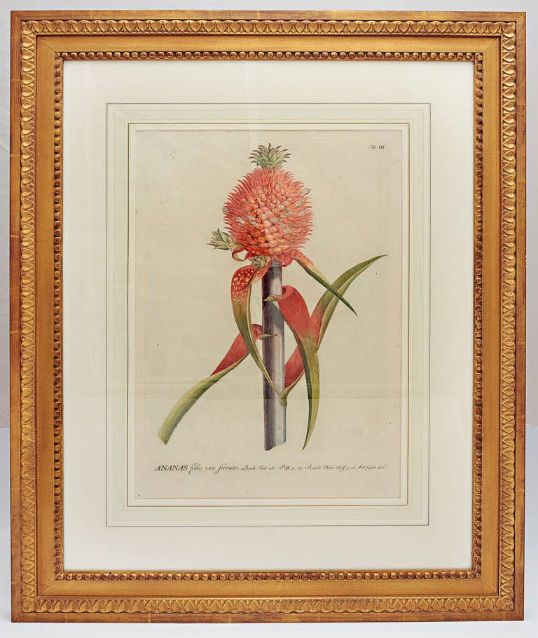 George Dionysius Ehret (1708-1770) was a German born artist who become one of the most influential botanical artist of all time through his development of the Linnaean style of botanical illustration. Ananas folio VIX ferrato.