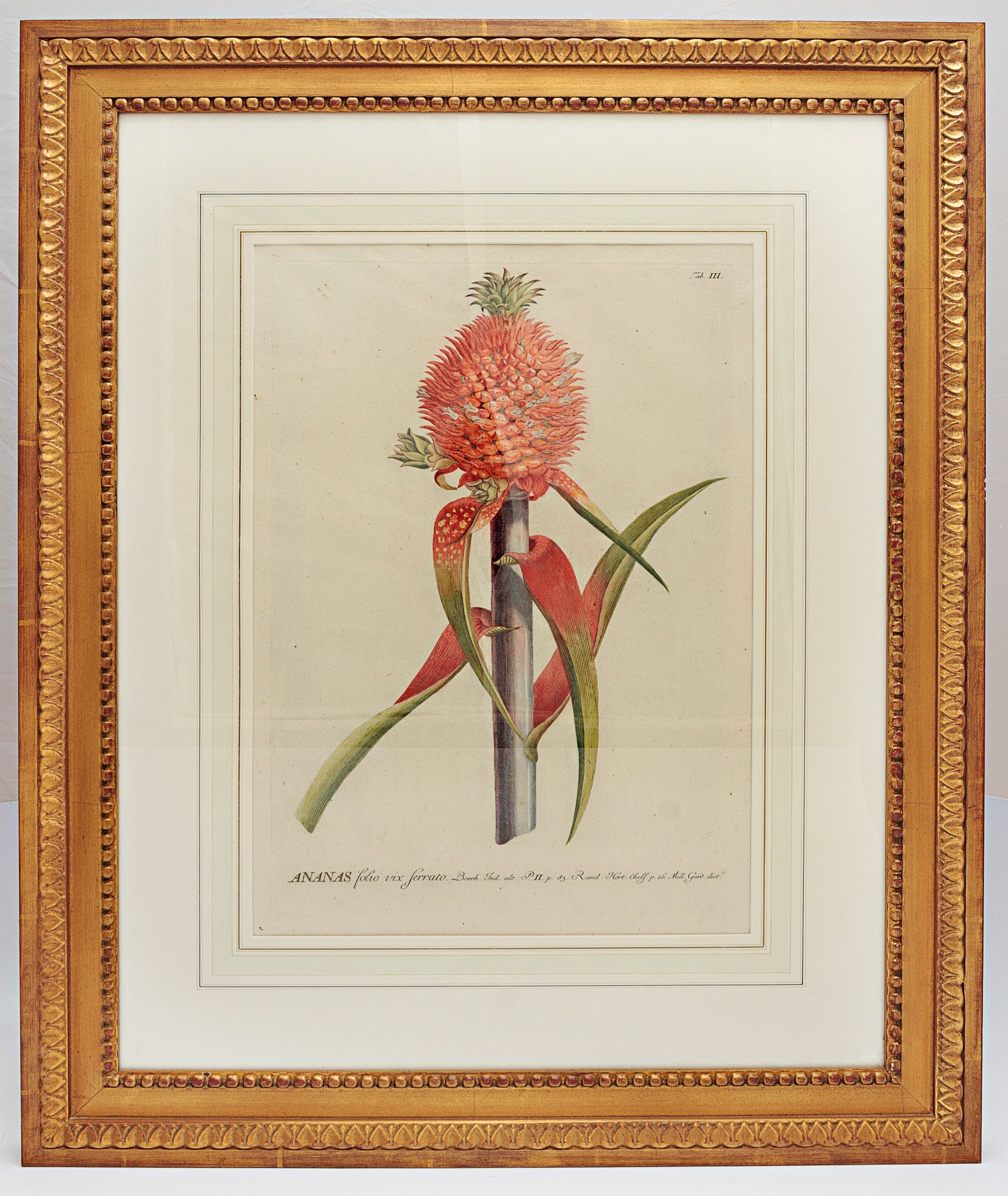 18th Century George Dionysius Ehret Botanical Print For Sale