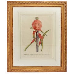 18th Century George Dionysius Ehret Botanical Print