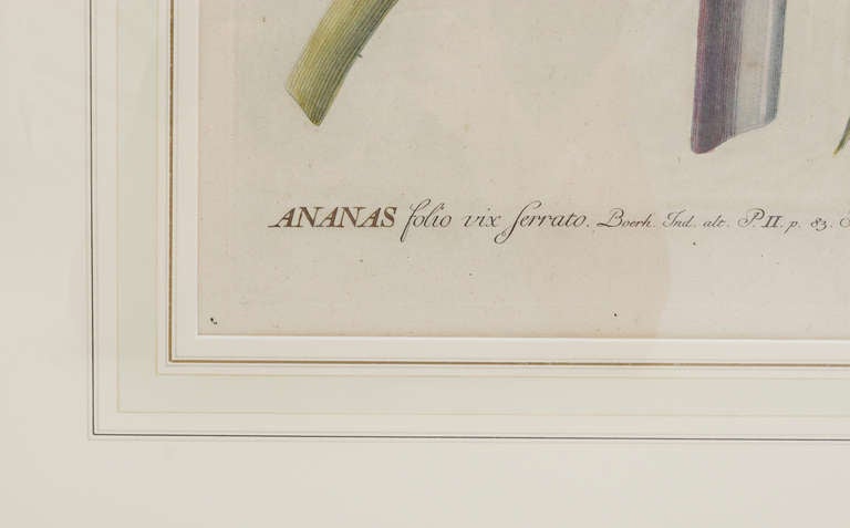 German 18th Century George Dionysius Ehret Botanical Print For Sale