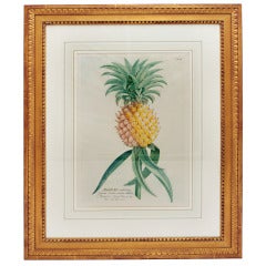 18th Century Georg Dionysius Ehret Botanical Print of a Pineapple