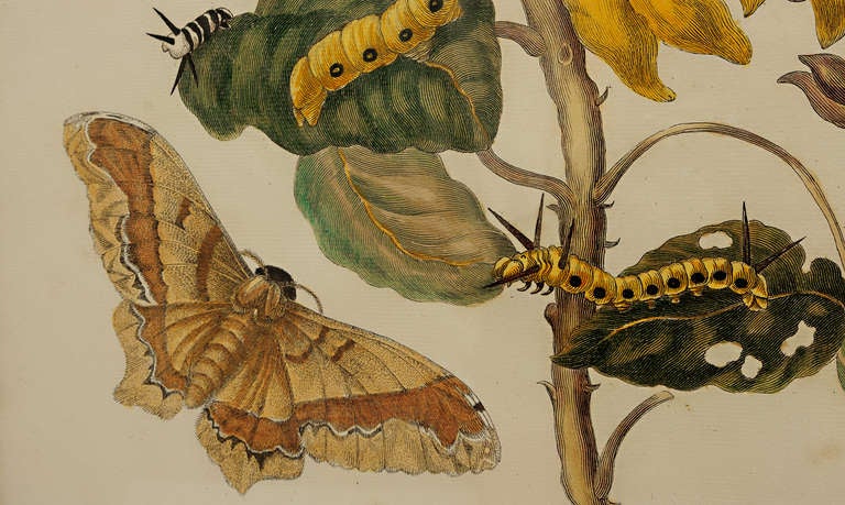 Hand colored engravings by Maria Sybilla Merian (1647-1717).