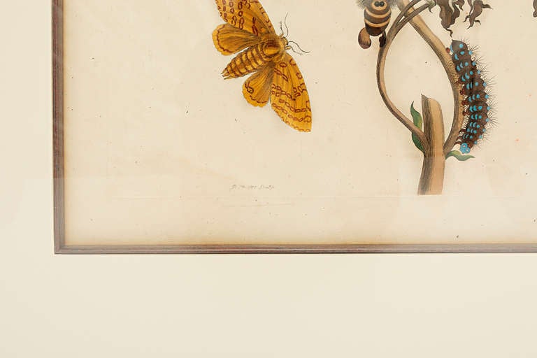 Maria Sydilla Merian Hand Colored Engraving