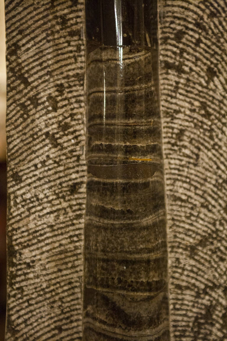Paar riesige Orthoceras-Fossilien aus Orthoceras (Prähistorisch)